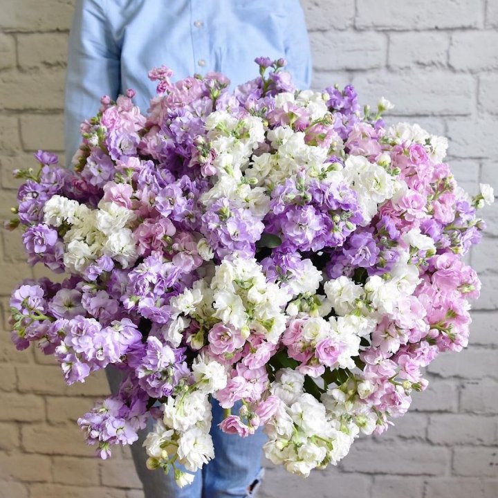 Облако маттиол в Чебоксарах