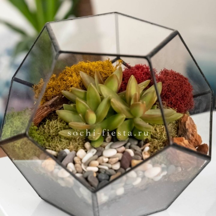 Флорариум “Додекаэдр” с суккулентом Седум в Чебоксарах