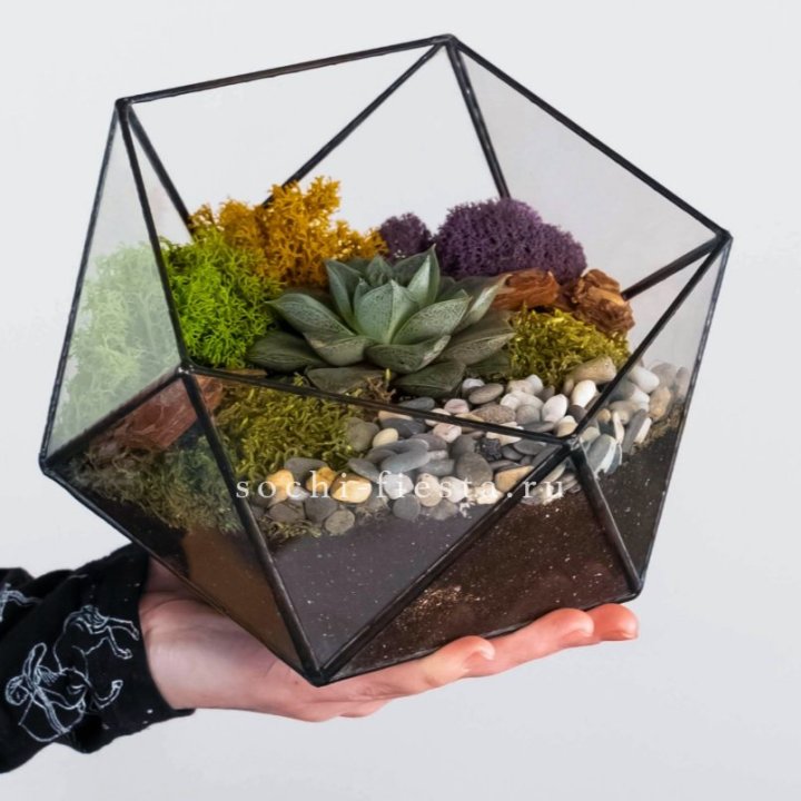 Флорариум “Икосаэдр” с суккулентом Каменная Роза в Чебоксарах
