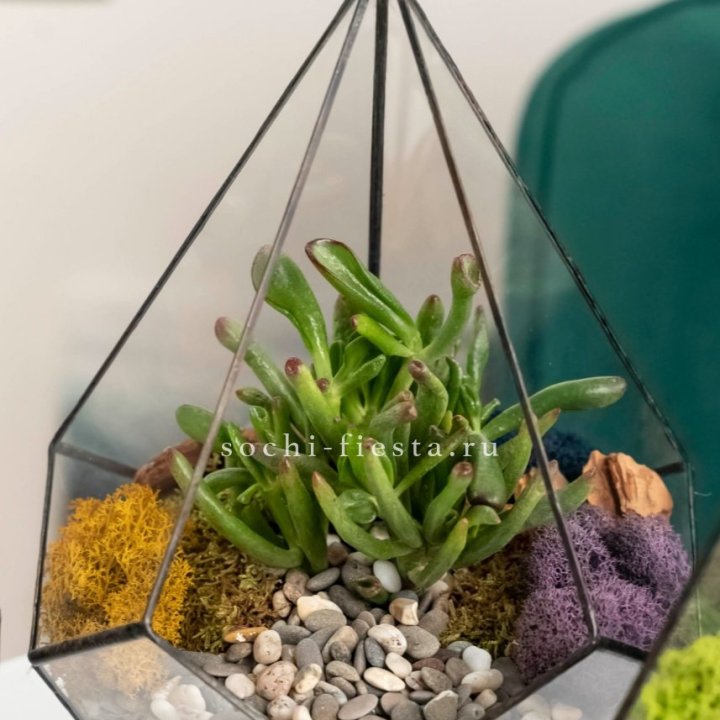 Флорариум “Капля” с суккулентом Крассула Хоббит в Чебоксарах