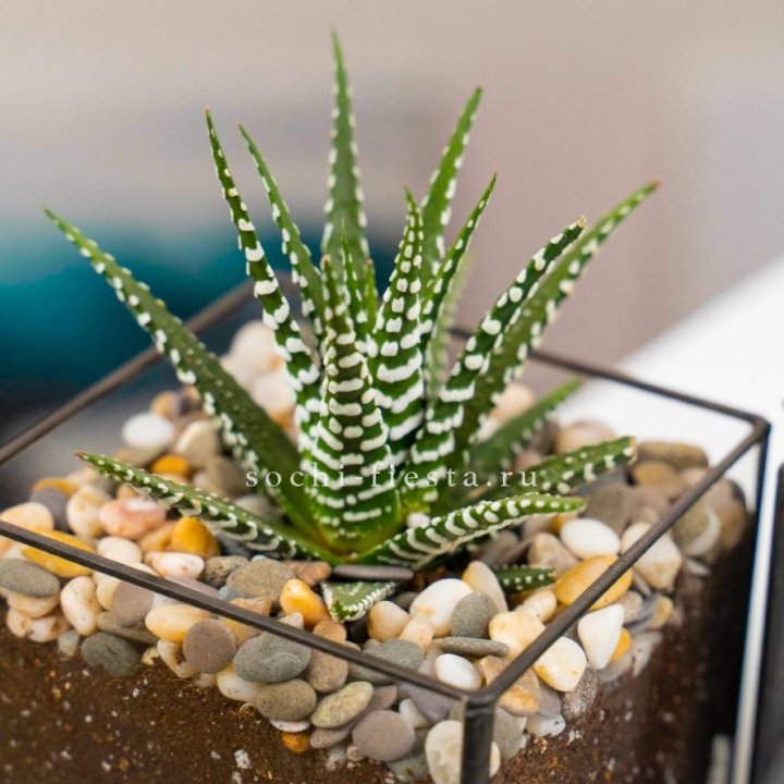 Флорариум Кубик с суккулентом Хавортия в Чебоксарах