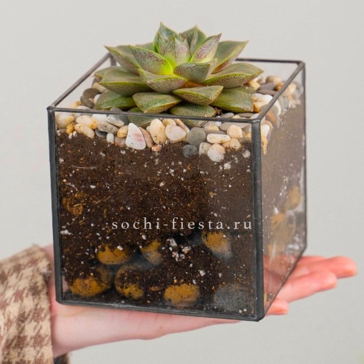 Флорариум Кубик с суккулентом Каменная роза в Чебоксарах
