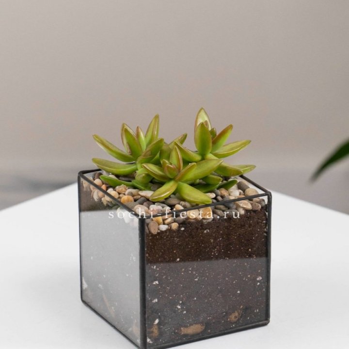 Флорариум Кубик с суккулентом Седум в Чебоксарах