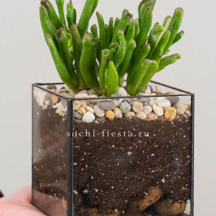 Флорариум Кубик с суккулентом Хоббит в Чебоксарах
