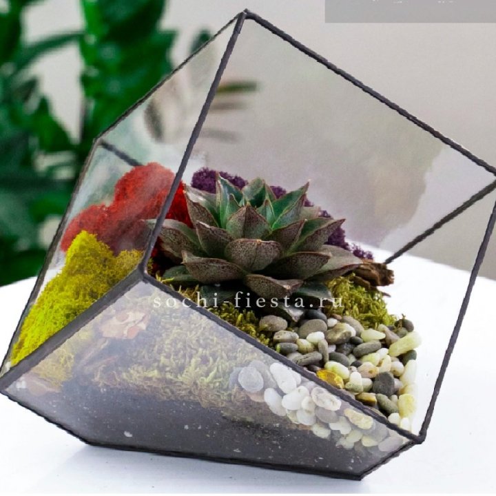 Флорариум Куб усеченный с суккулентом Каменная роза в Чебоксарах
