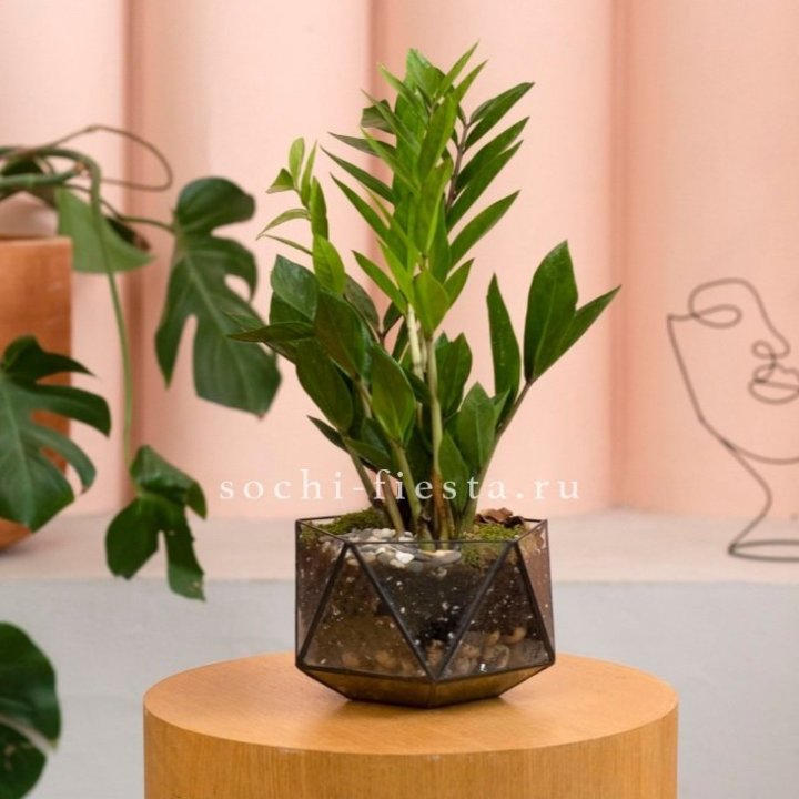 Замиокулькас в кашпо Икосаедр в Чебоксарах