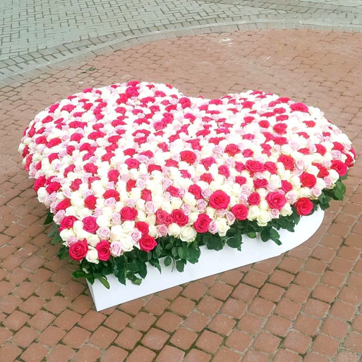 555 роза  в Чебоксарах