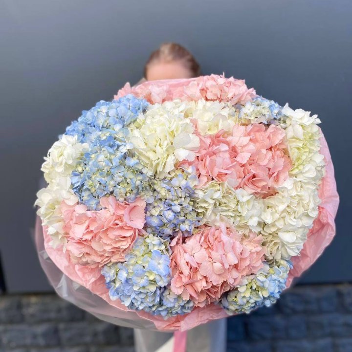 19 гортензий микс в Чебоксарах