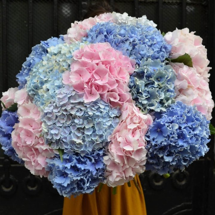 Букет гортензий "Фонтан" в Чебоксарах