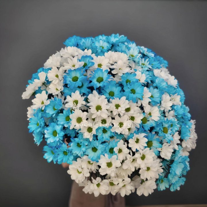  Букет хризантем микс в Чебоксарах