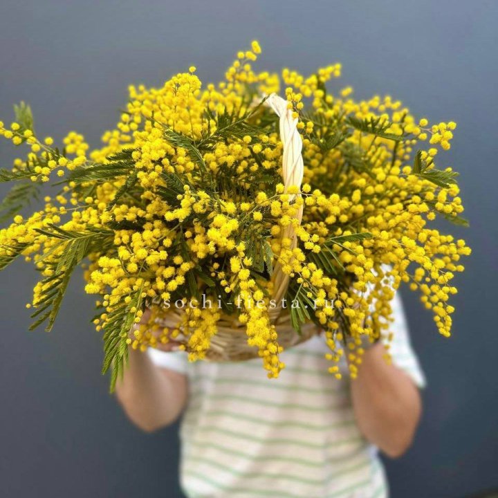 Весенняя корзина мимозы в Чебоксарах