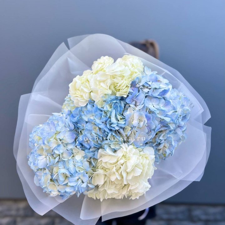 5 бело-голубых гортензий в Чебоксарах