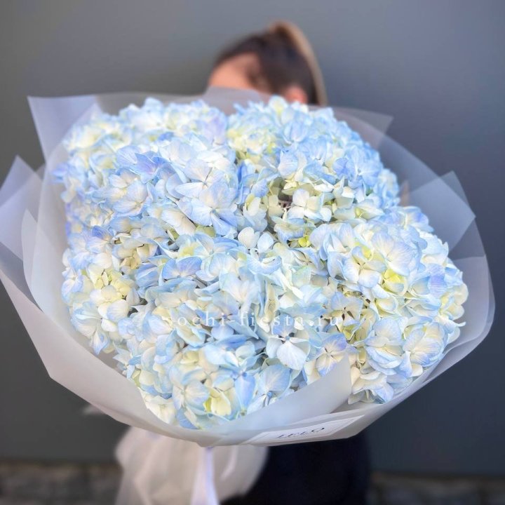 5 голубых гортензий в Чебоксарах