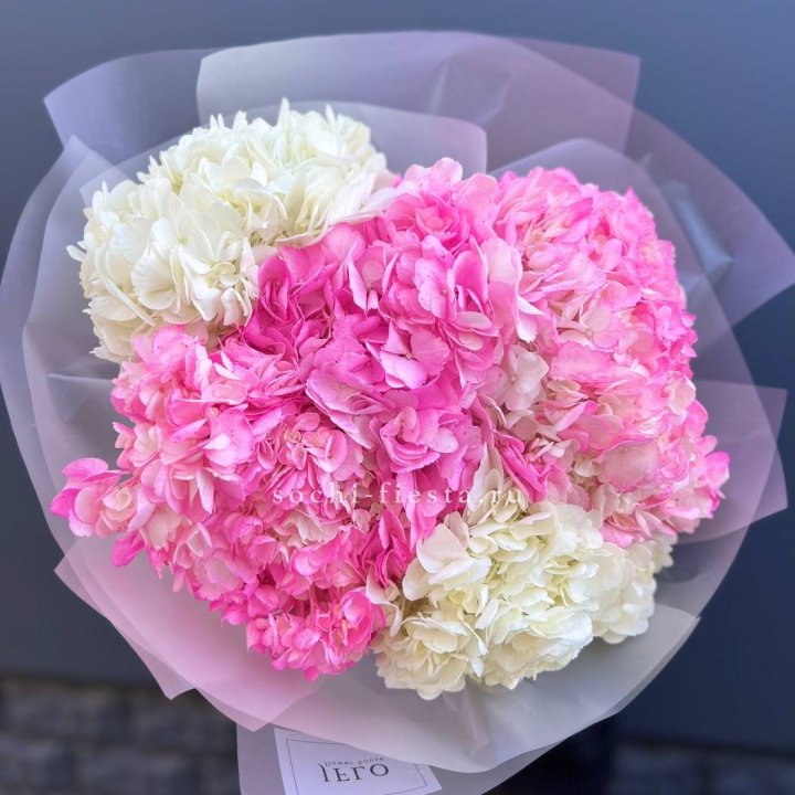 5 бело-розовых гортензий в Чебоксарах