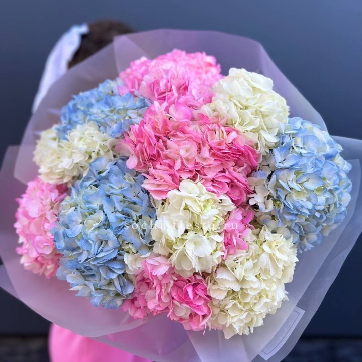 11 гортензий микс в Чебоксарах