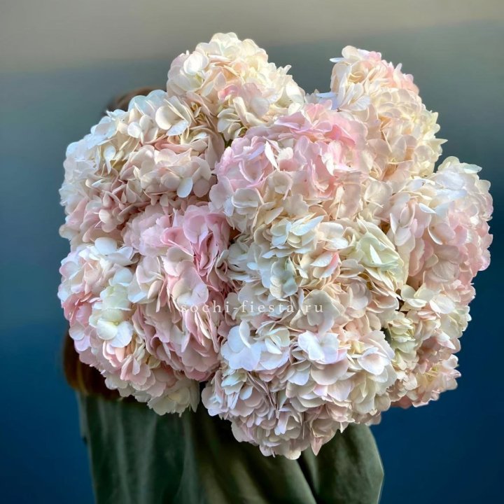 Охапка розовой гортензии в Чебоксарах