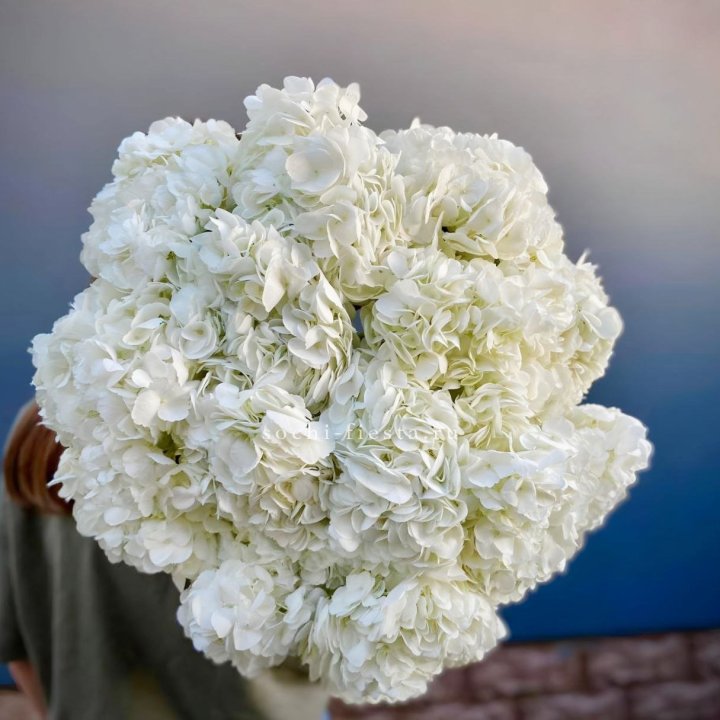 Охапка белой гортензии в Чебоксарах