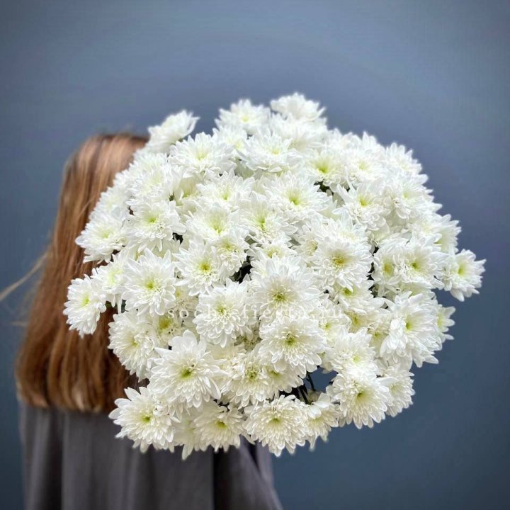 Охапка Хризантемы кустовой в Чебоксарах