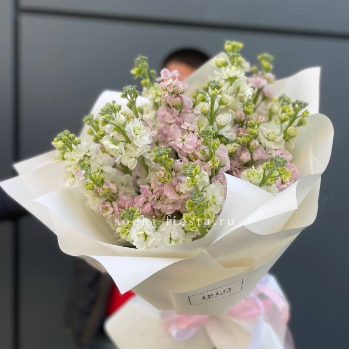 29 маттиол  в Чебоксарах