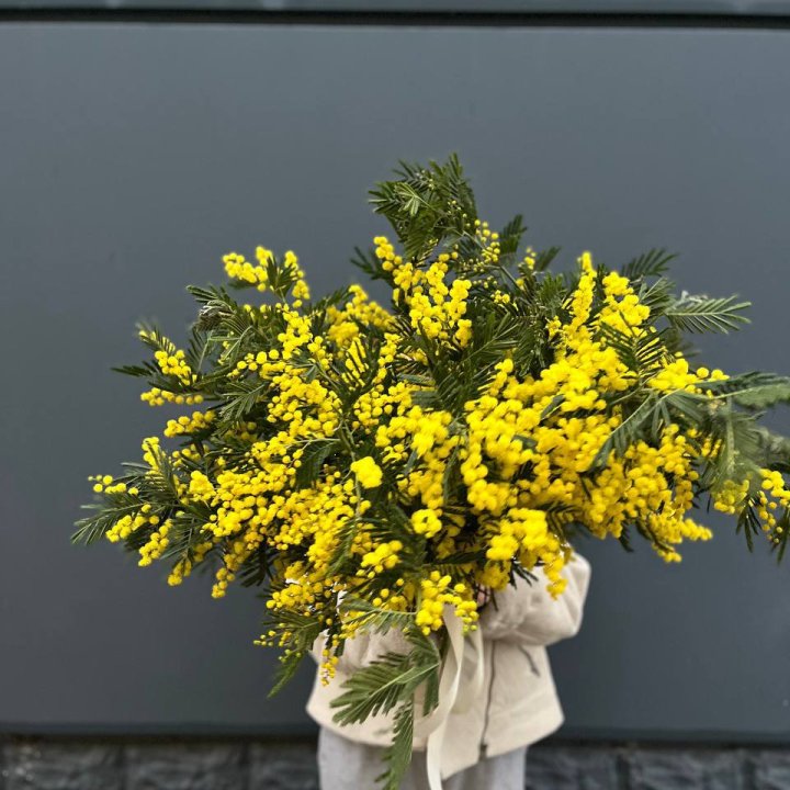 Охопка мимозы в Чебоксарах