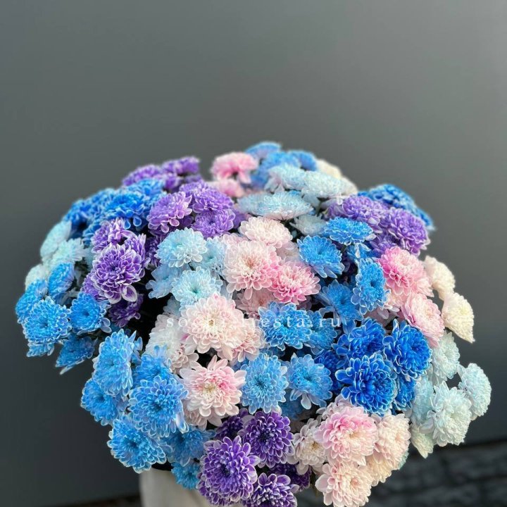 25 цветных хризантем в Чебоксарах