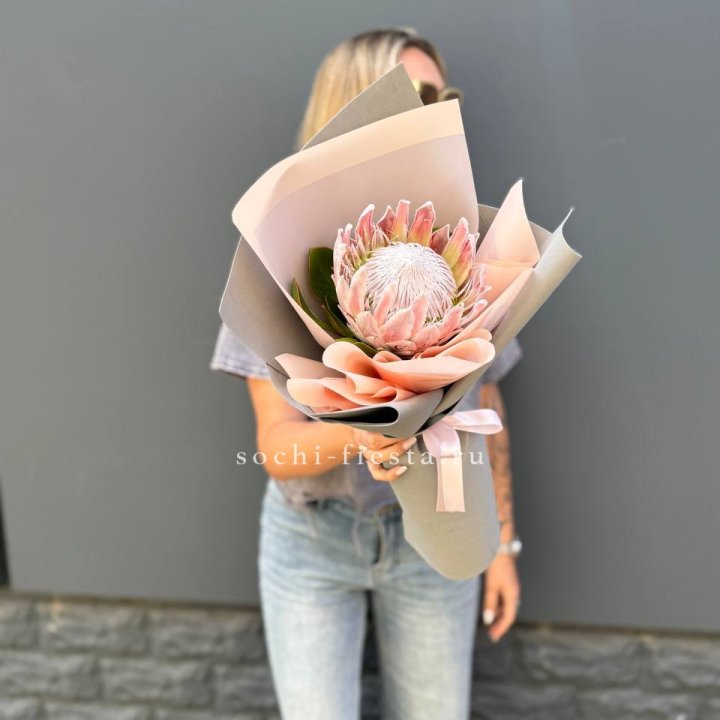 Протея мини  в Чебоксарах