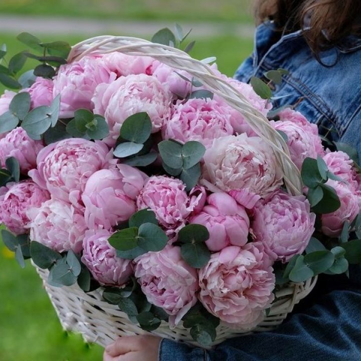 51 пион в корзине в Чебоксарах