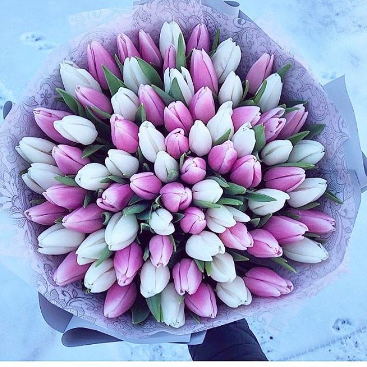 101 тюльпан "Лолипоп" в Чебоксарах